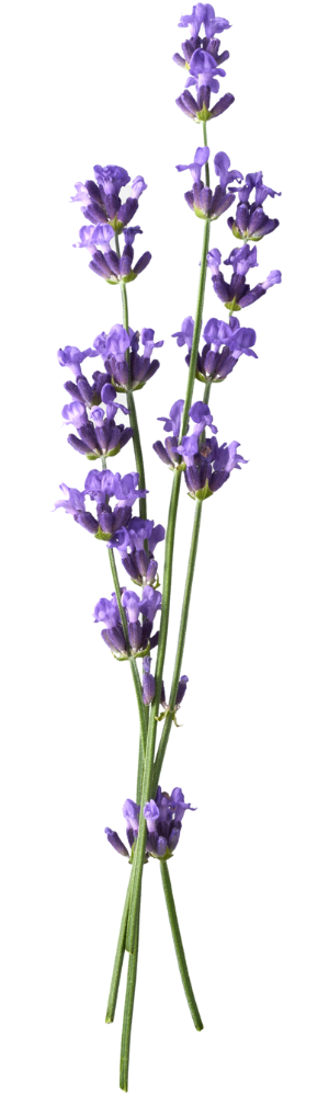 Lavendel für deinen Start in ein neues Leben