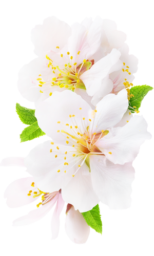 Weiße Blüten eines Apfelbaums, die vor Energie strahlen